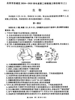 2025北京东城高三二模生物-答案