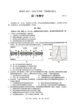 2025北京海淀高三（上）期中生物-试题