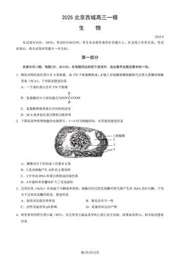 2025北京西城高三一模生物（教师版）-答案