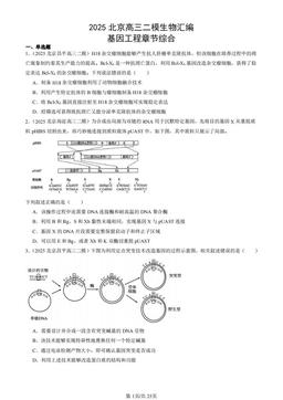 2025北京高三二模生物汇编：基因工程章节综合-答案