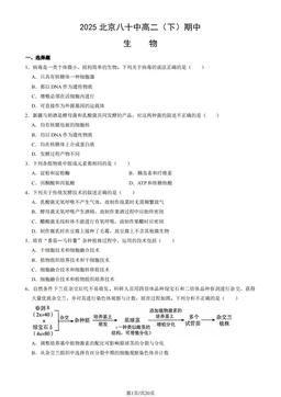 2025北京八十中高二（下）期中生物（教师版）-答案