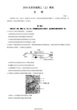 2024北京东城高二（上）期末生物（教师版）-答案