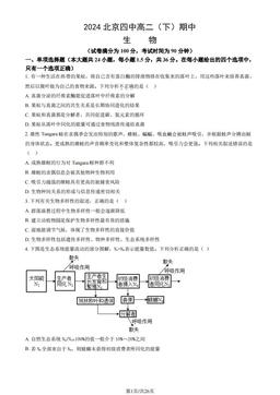2024北京四中高二（下）期中生物（教师版）-答案
