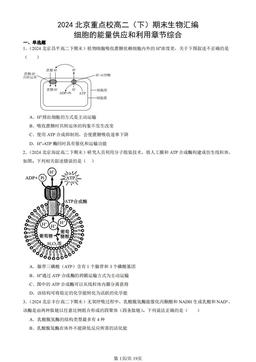 2024北京重点校高二（下）期末生物汇编：细胞的能量供应和利用章节综合-答案