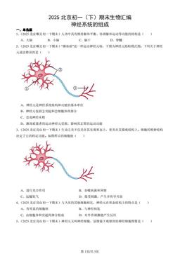 2025北京初一（下）期末生物汇编：神经系统的组成-答案