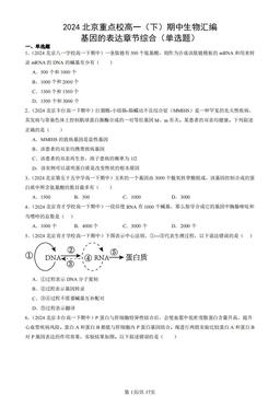 2024北京重点校高一（下）期中生物汇编：基因的表达章节综合（单选题）-答案