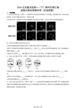 2024北京重点校高一（下）期中生物汇编：减数分裂和受精作用（非选择题）-答案