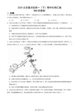 2024北京重点校高一（下）期中生物汇编：DNA的复制-答案
