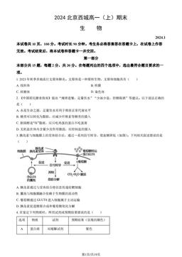 2024北京西城高一（上）期末生物（教师版）-答案