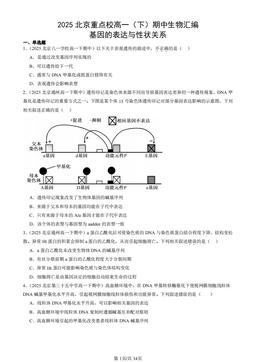 2025北京重点校高一（下）期中生物汇编：基因的表达与性状关系-答案