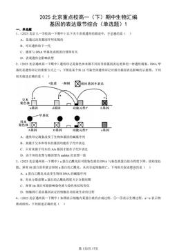 2025北京重点校高一（下）期中生物汇编：基因的表达章节综合（单选题）1-答案