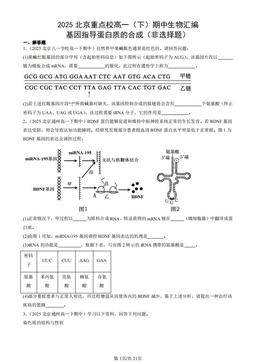 2025北京重点校高一（下）期中生物汇编：基因指导蛋白质的合成（非选择题）-答案