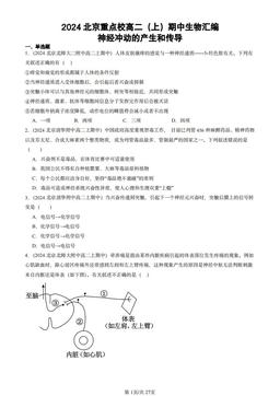 2024北京重点校高二（上）期中生物汇编：神经冲动的产生和传导-答案