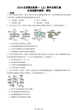 2024北京重点校高一（上）期中生物汇编：主动运输与胞吞、胞吐-答案
