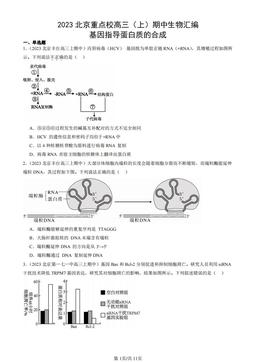 2023北京重点校高三（上）期中生物汇编：基因指导蛋白质的合成-答案