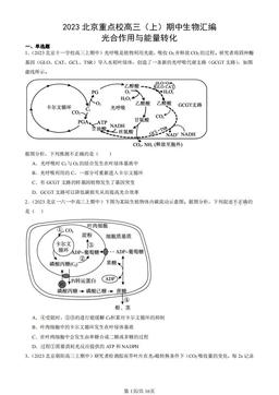 2023北京重点校高三（上）期中生物汇编：光合作用与能量转化-答案