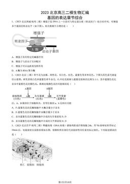 2023北京高三二模生物汇编：基因的表达章节综合-答案