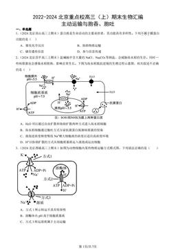 2022-2024北京重点校高三（上）期末生物汇编：主动运输与胞吞、胞吐-答案