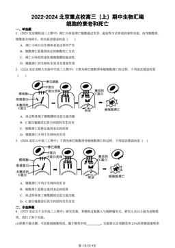 2022-2024北京重点校高三（上）期中生物汇编：细胞的衰老和死亡-答案