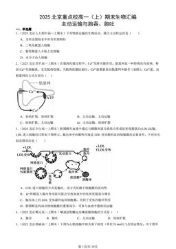 2025北京重点校高一（上）期末生物汇编：主动运输与胞吞、胞吐-答案