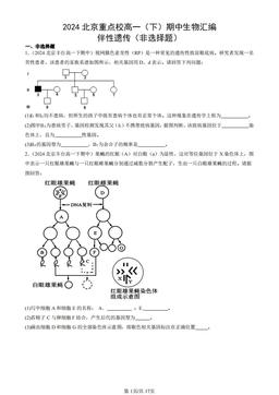 2024北京重点校高一（下）期中生物汇编：伴性遗传（非选择题）-答案