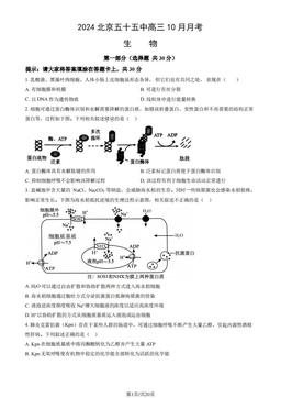 2024北京五十五中高三10月月考生物（教师版）-答案