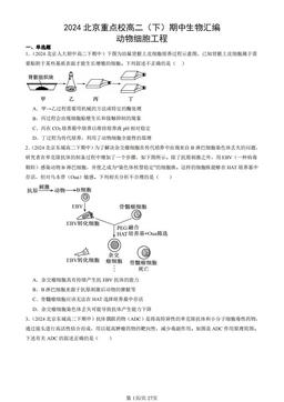 2024北京重点校高二（下）期中生物汇编：动物细胞工程-答案