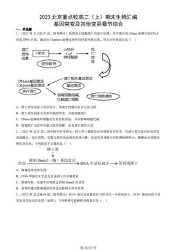 2023北京重点校高二（上）期末生物汇编：基因突变及其他变异章节综合-答案