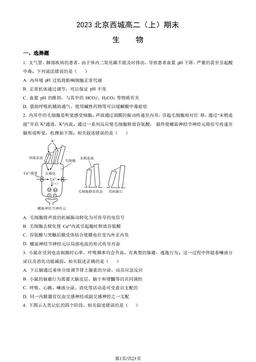 2023北京西城高二（上）期末生物（教师版）-答案