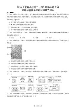 2024北京重点校高二（下）期中生物汇编：细胞的能量供应和利用章节综合-答案