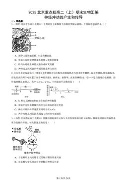 2025北京重点校高二（上）期末生物汇编：神经冲动的产生和传导-答案