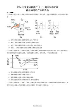 2024北京重点校高二（上）期末生物汇编：神经冲动的产生和传导-答案