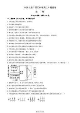 2024北京广渠门中学高二9月月考生物（教师版）-答案