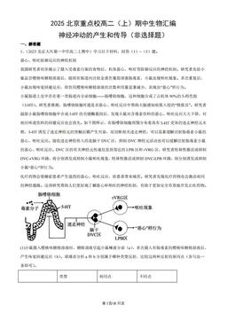 2025北京重点校高二（上）期中生物汇编：神经冲动的产生和传导（非选择题）-答案
