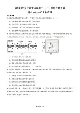 2023-2025北京重点校高三（上）期中生物汇编：神经冲动的产生和传导-答案