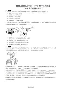 2023北京重点校初一（下）期中生物汇编：神经调节的基本方式-答案
