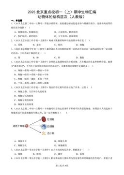 2025北京重点校初一（上）期中生物汇编：动物体的结构层次（人教版）-答案