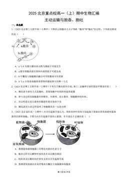 2025北京重点校高一（上）期中生物汇编：主动运输与胞吞、胞吐-答案