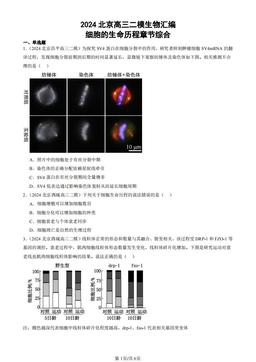2024北京高三二模生物汇编：细胞的生命历程章节综合-答案