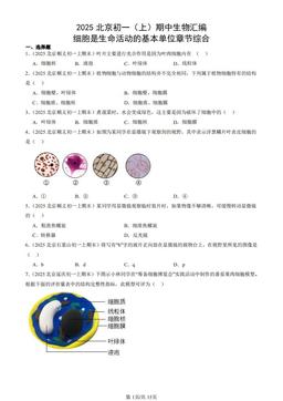 2025北京初一（上）期中生物汇编：细胞是生命活动的基本单位章节综合-答案