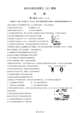 2024北京大兴高三（上）期末生物（教师版）-答案