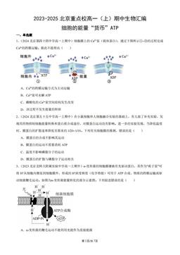 2023-2025北京重点校高一（上）期中生物汇编：细胞的能量“货币”ATP-答案